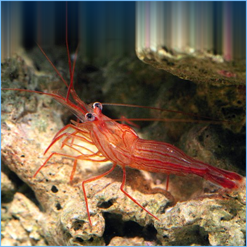 peppermint shrimp on a rock