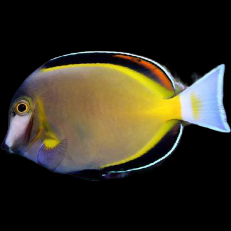 Powder Brown Tang