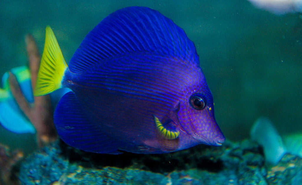 Purple tang reef tank marine fish