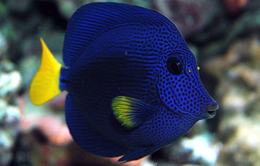 Purple Tang close up