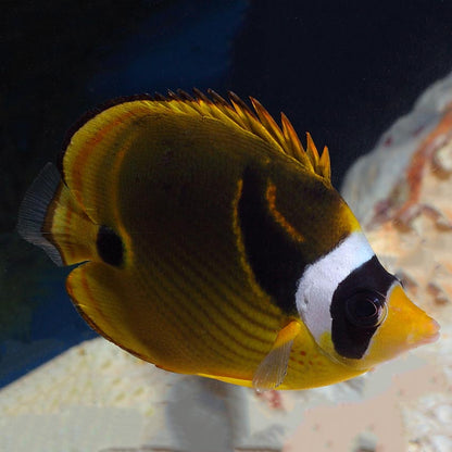 Racoon Butterflyfish