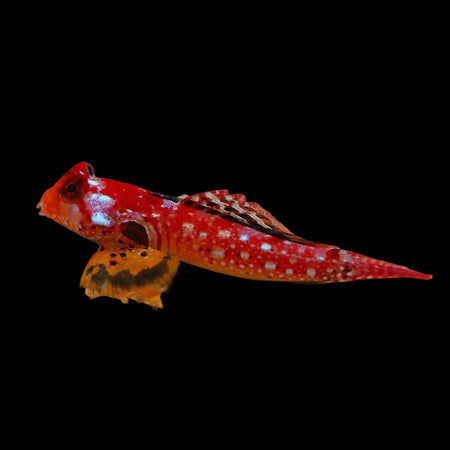 Red Ruby Dragonet