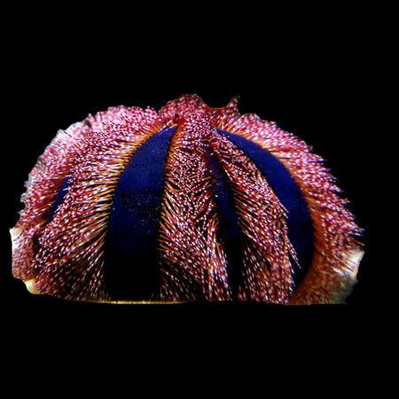 Red Tuxedo Urchin