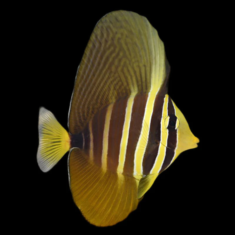 Sailfin Tang Fish