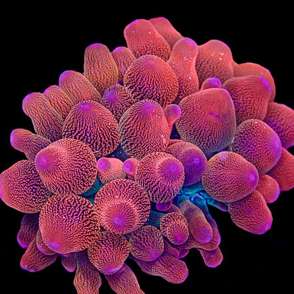 Speckled Bubble Tip Anemone