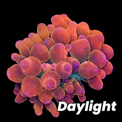 Speckled Bubble Tip Anemone