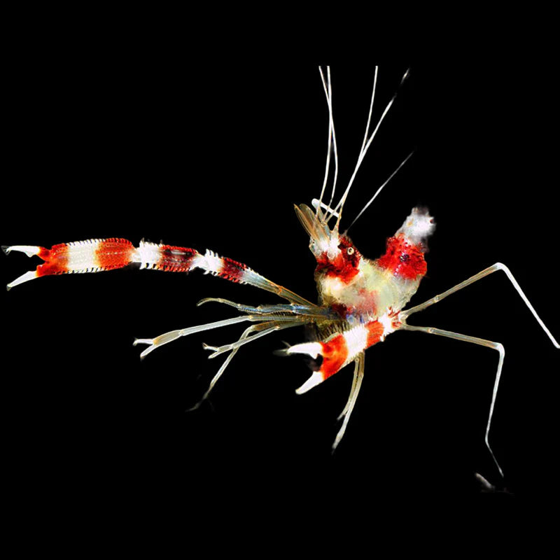 Yellow Banded Shrimp