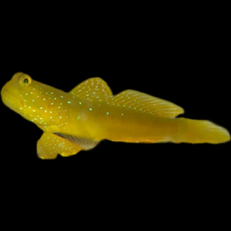 Yellow Watchman Goby