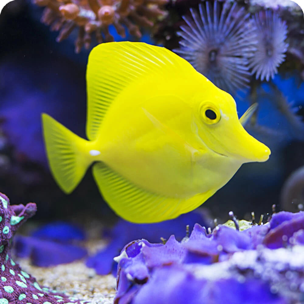 Hawaii Yellow Tang