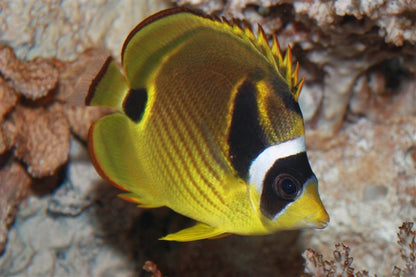 Racoon Butterflyfish