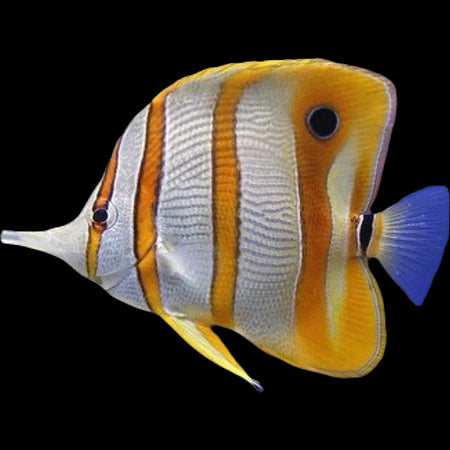 copperband butterflyfish for sale online