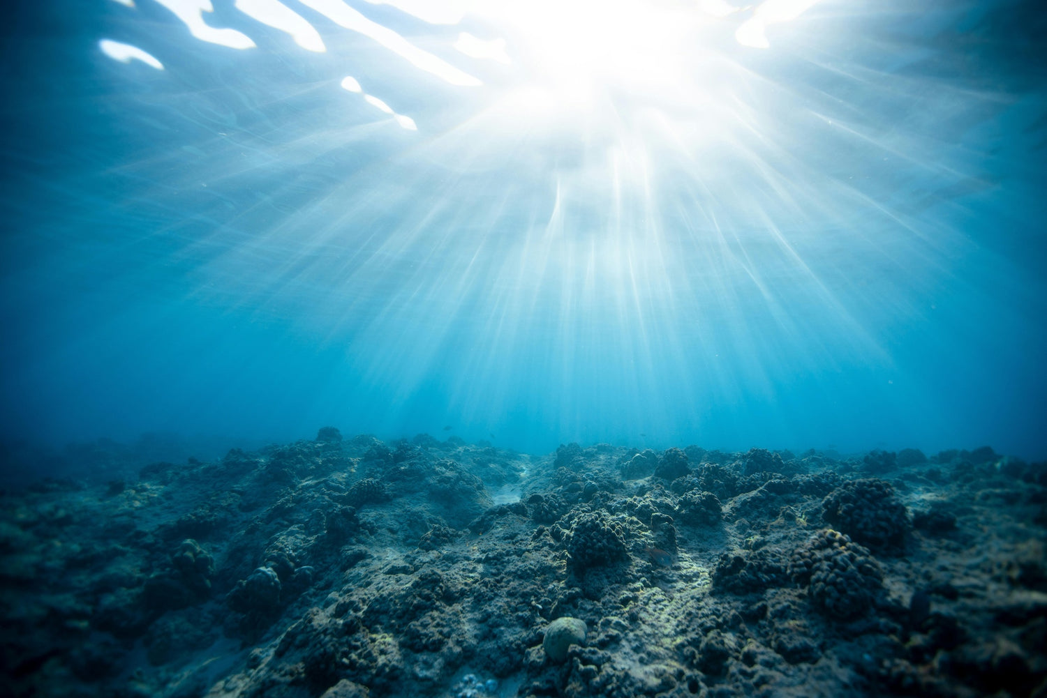 deep reef online fish store website banner