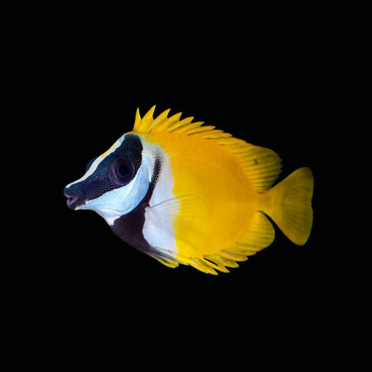 Saltwater foxface lo rabbit fish