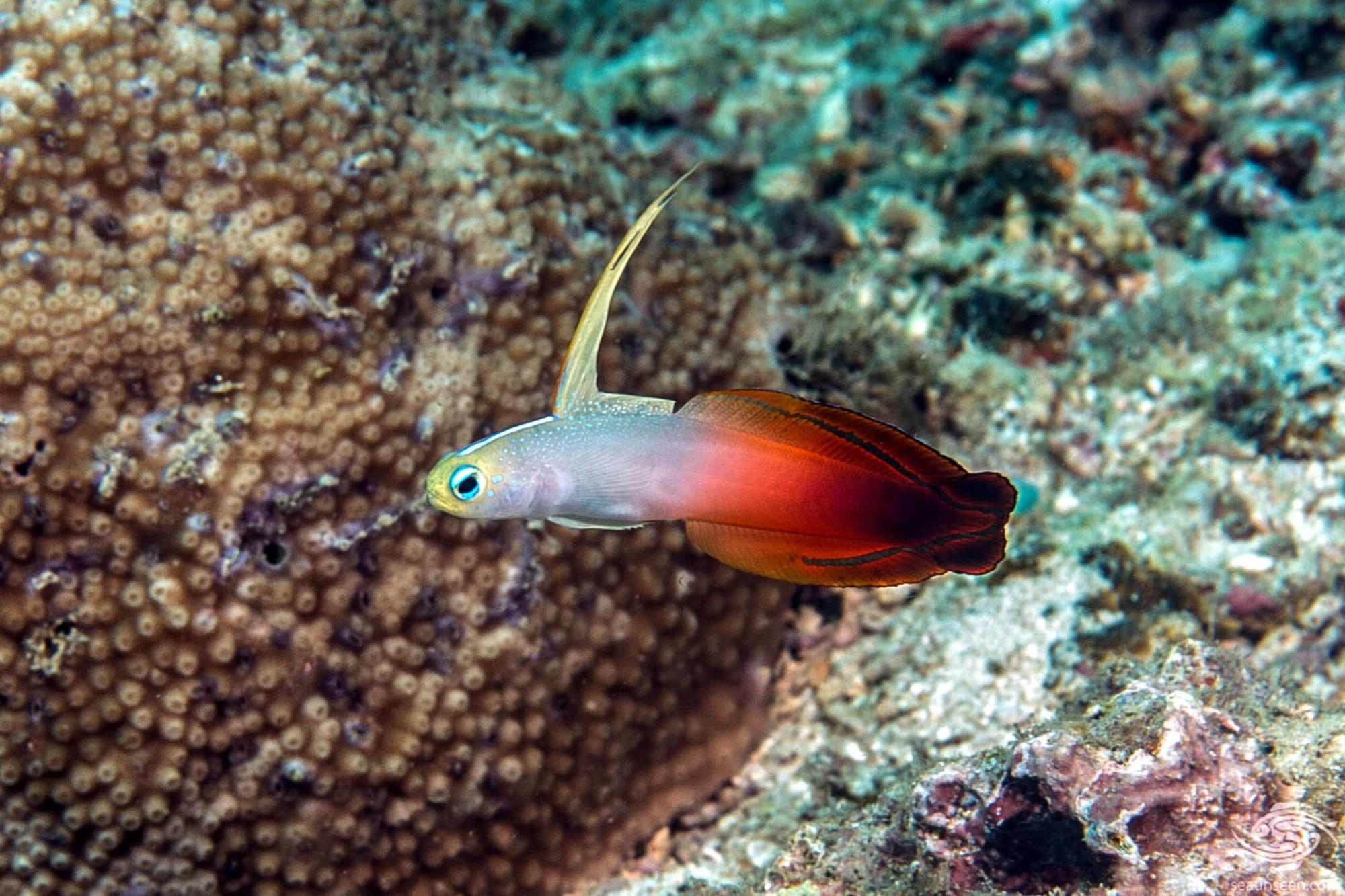 Red Filefish Firefish Goby – Deep Reef