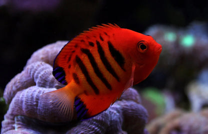 Flame Angelfish