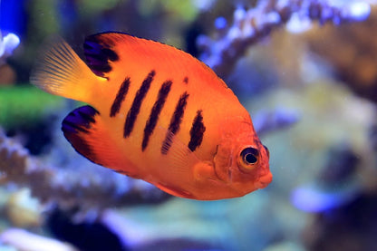 Flame Angelfish