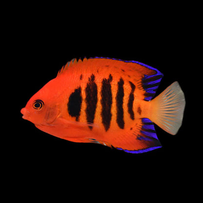 Flame Angelfish