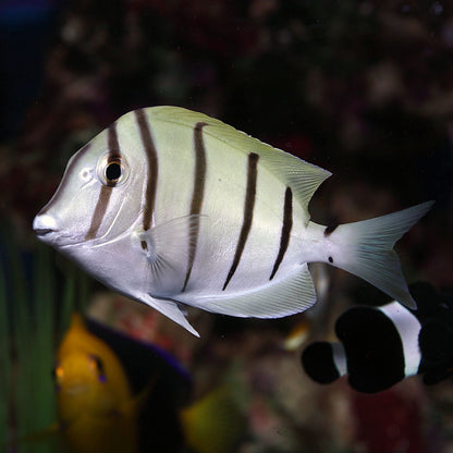 Convict Tang