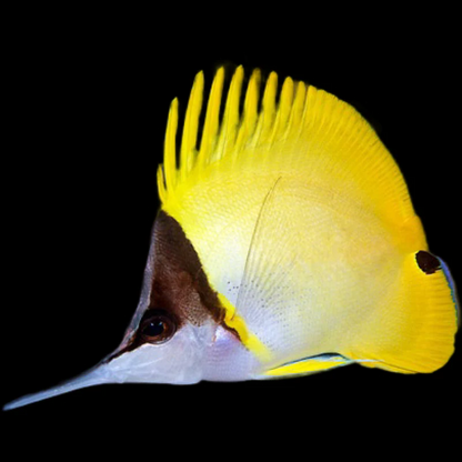 Yellow Long Nose Butterfly