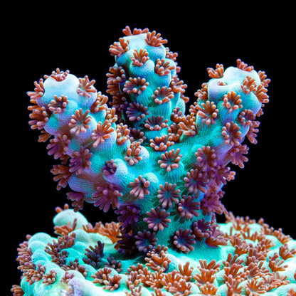 Booberry Acropora