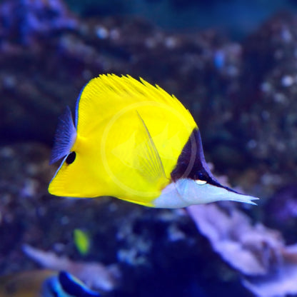 Yellow Long Nose Butterfly