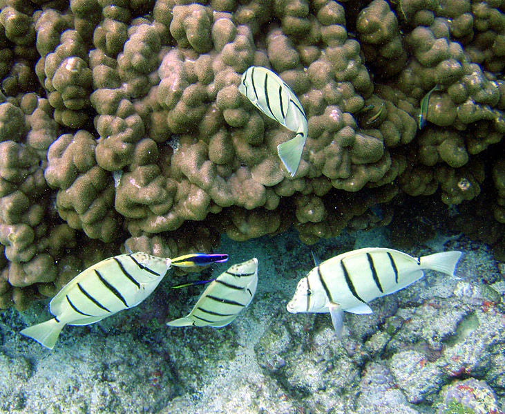 Convict Tang