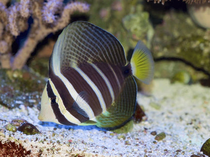 pacific sailfin tang zebrasoma veliferum