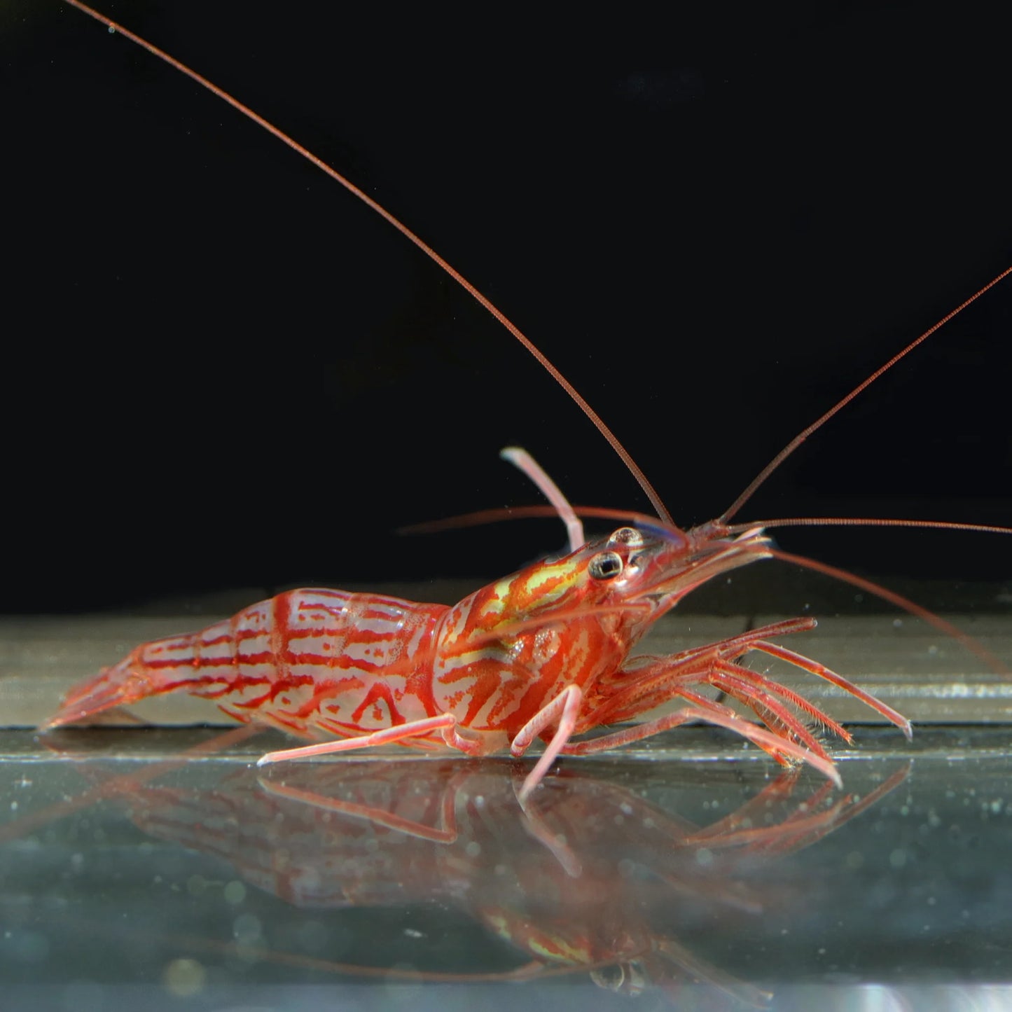 Peppermint Shrimp in aquarium