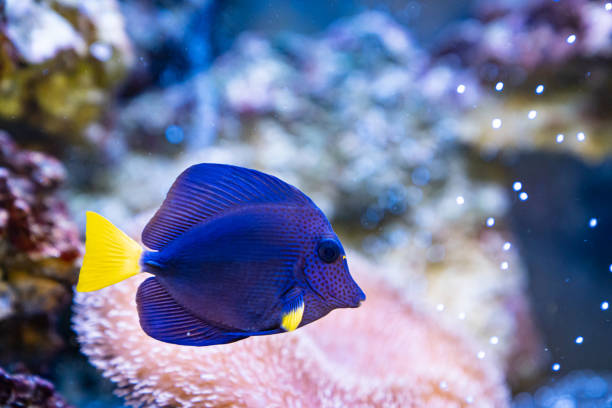 purple tang image aquarium