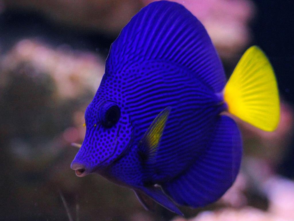 purple tang