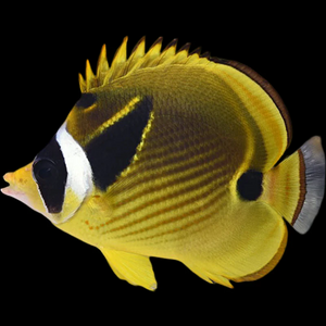 Racoon Butterflyfish