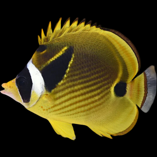 racoon butterflyfish for sale online