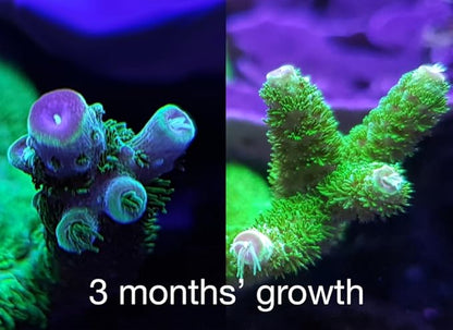 Red Sea Reef Energy Plus 500ml (AB+) All in One Coral Food for Saltwater Aquarium Marine Reef Tanks | Food for Soft, LPS, SPS, and Non-Photosynthetic Corals