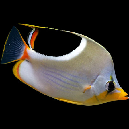 Saddleback Butterflyfish