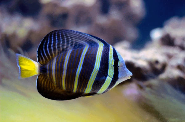 sailfin tang fish zebrasoma velifer