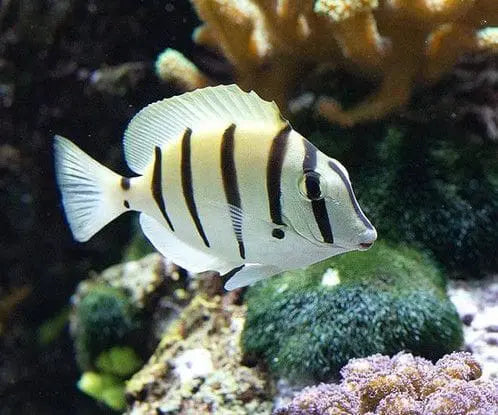 Convict Tang