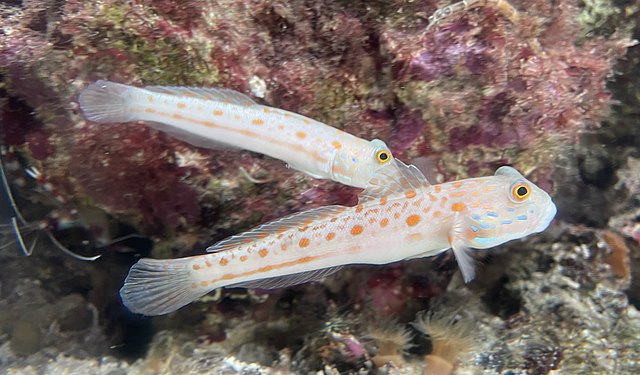 Diamond Goby