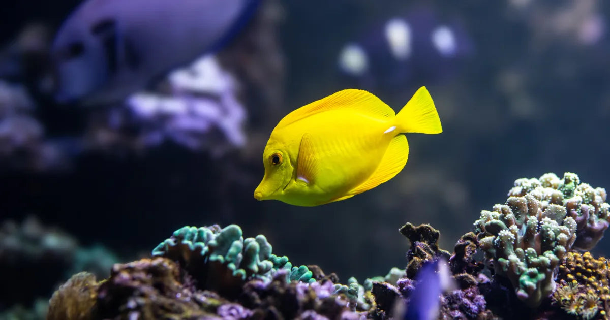 Hawaii Yellow Tang