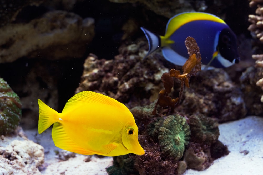 Hawaii Yellow Tang